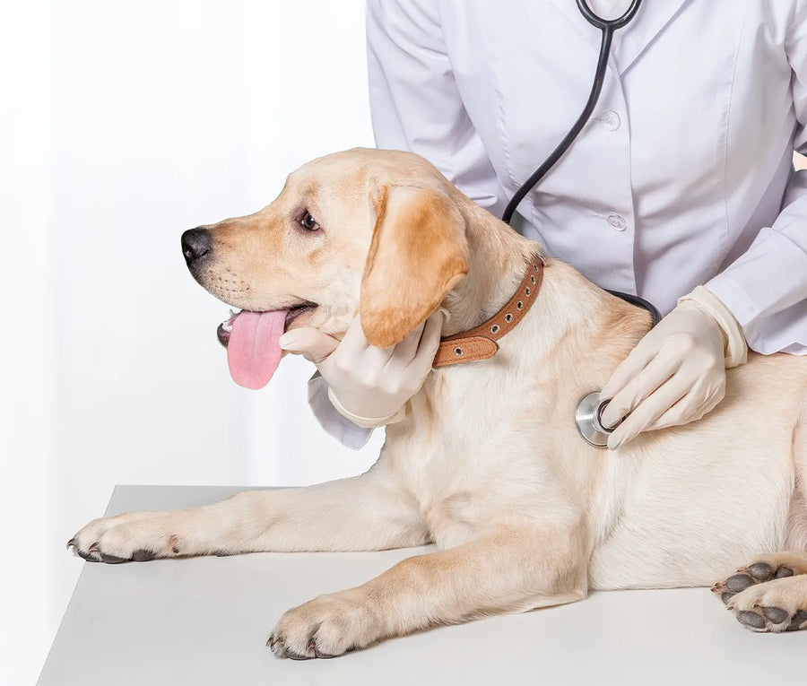 Stud Dog Issue: Blood in a Dog’s Semen