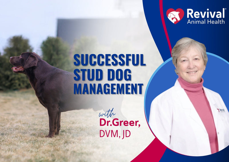 Webinar: Successful Stud Dog Management