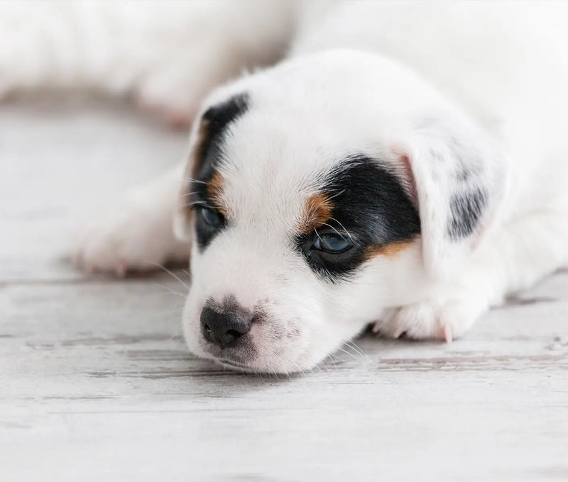 Treating Diarrhea in Newborn Puppies or Kittens