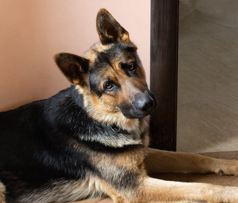 Troubleshooting Heat Cycles in Dogs