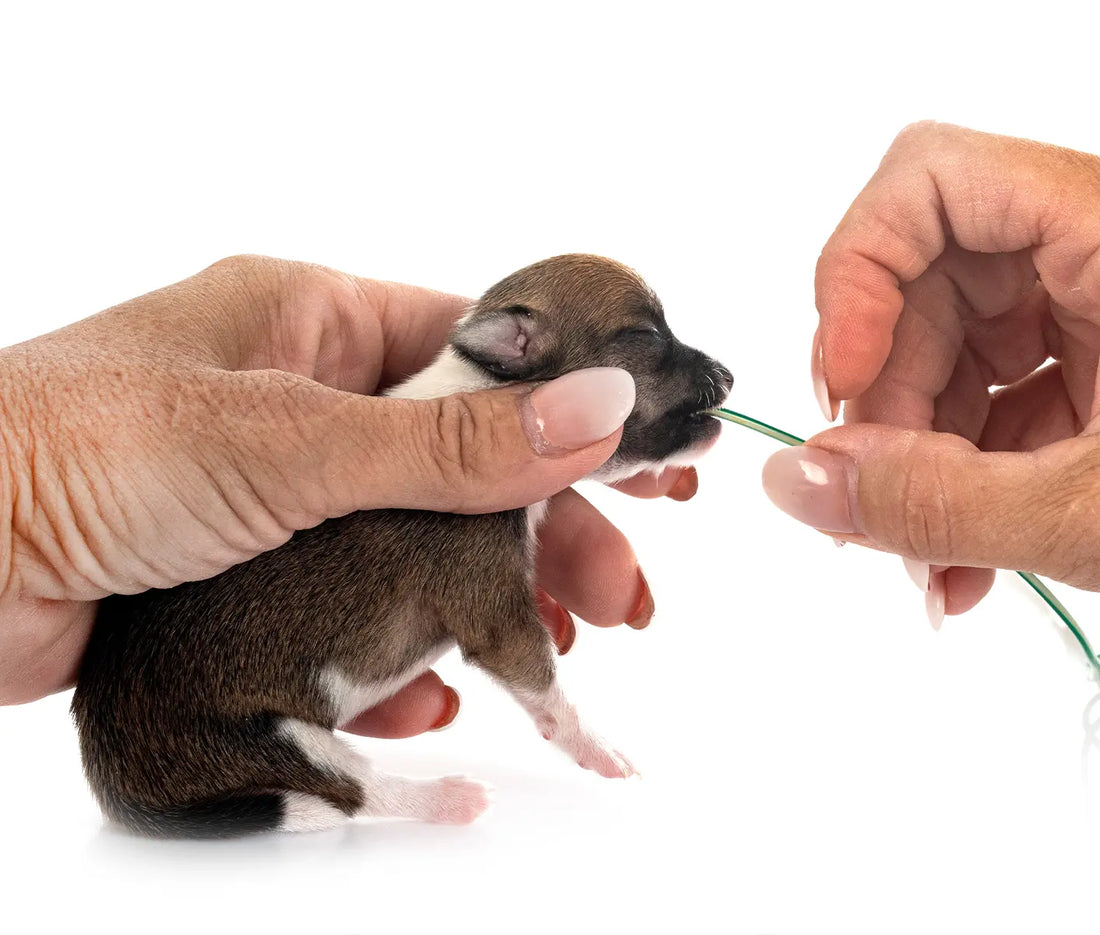 Tube Feeding – Puppies or Kittens