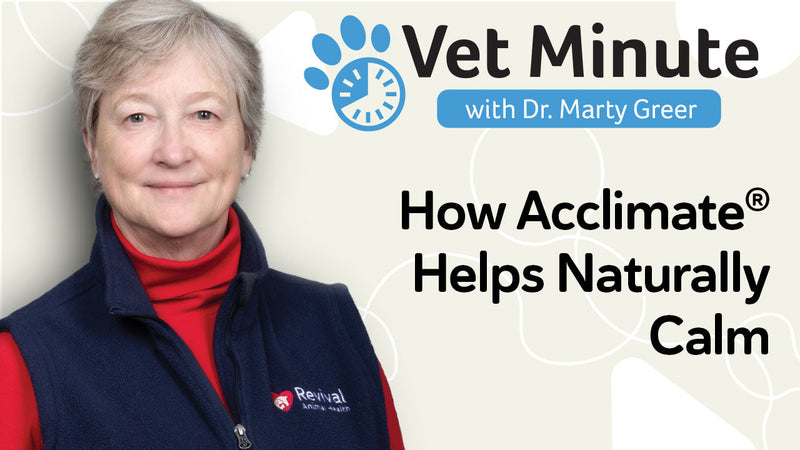 Managing Male Dog Behavior Around Females in Heat