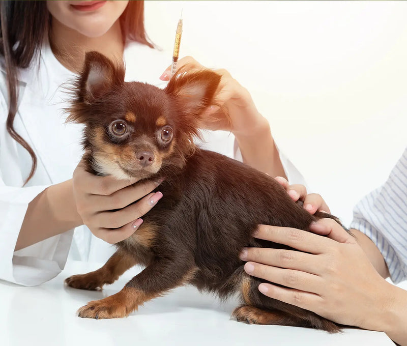 Vaccinating Tiny Dogs