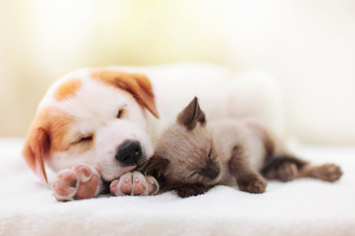 Coccidia in Puppies & Kittens
