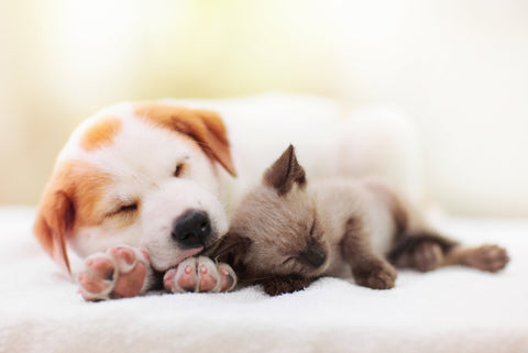 Coccidia in Puppies & Kittens