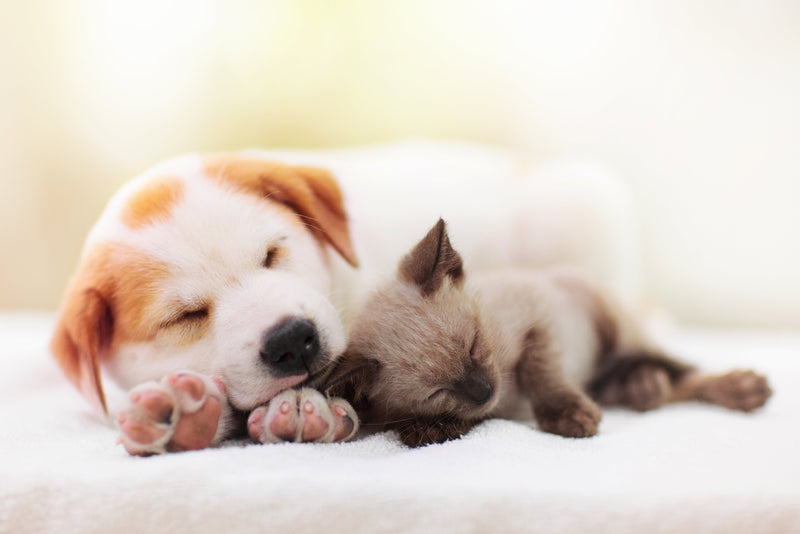 Coccidia in Puppies & Kittens