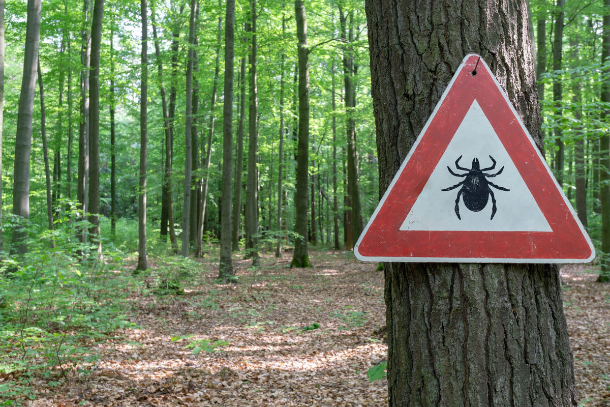 Tick Identification Chart