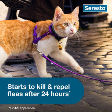 Seresto® Flea & Tick Collars for Cats & Dogs,"Orange and white cat wearing a purple collar and leash"