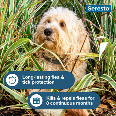 Seresto® Flea & Tick Collars for Cats & Dogs,"Small dog sitting in tall grass"