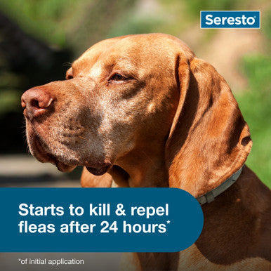 Seresto® Flea & Tick Collars for Cats & Dogs,"Dog wearing flea and tick collar"