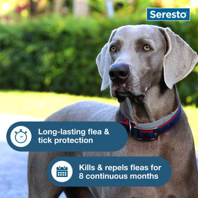 Seresto® Flea & Tick Collars for Cats & Dogs,"Gray dog wearing blue and red collar outdoors"
