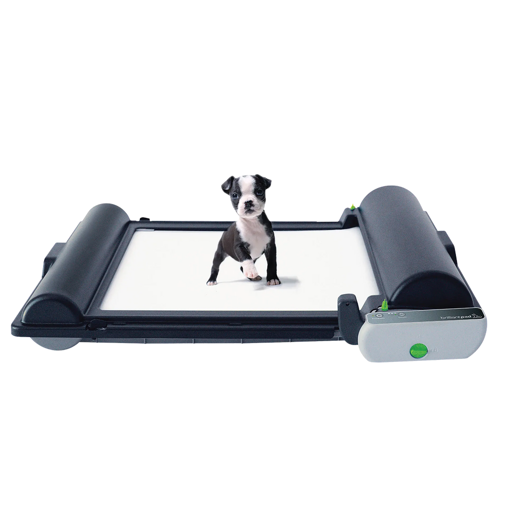 BrilliantPad Pro,"Small puppy standing on indoor potty tray system"