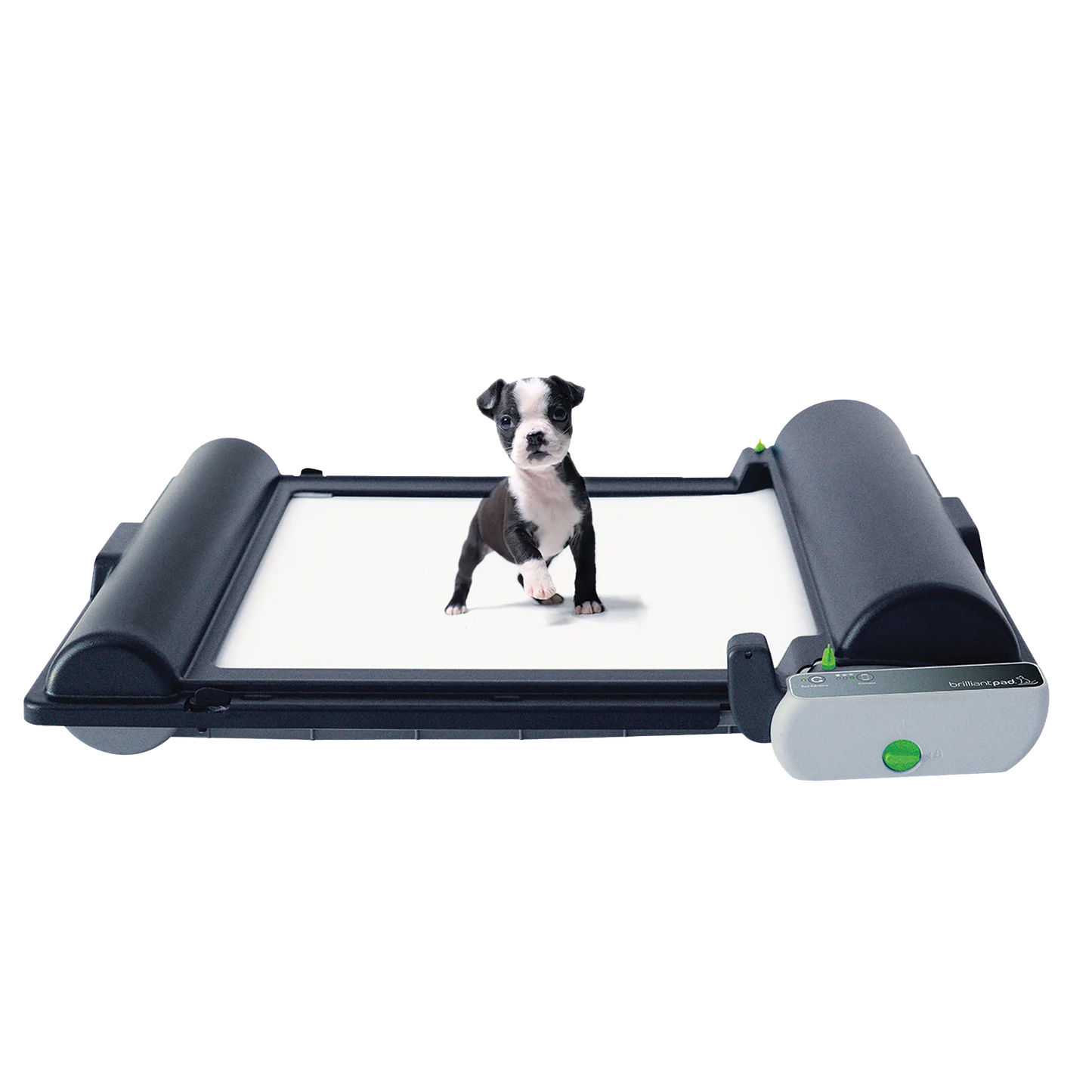 BrilliantPad Pro,"Small puppy standing on indoor potty tray system"