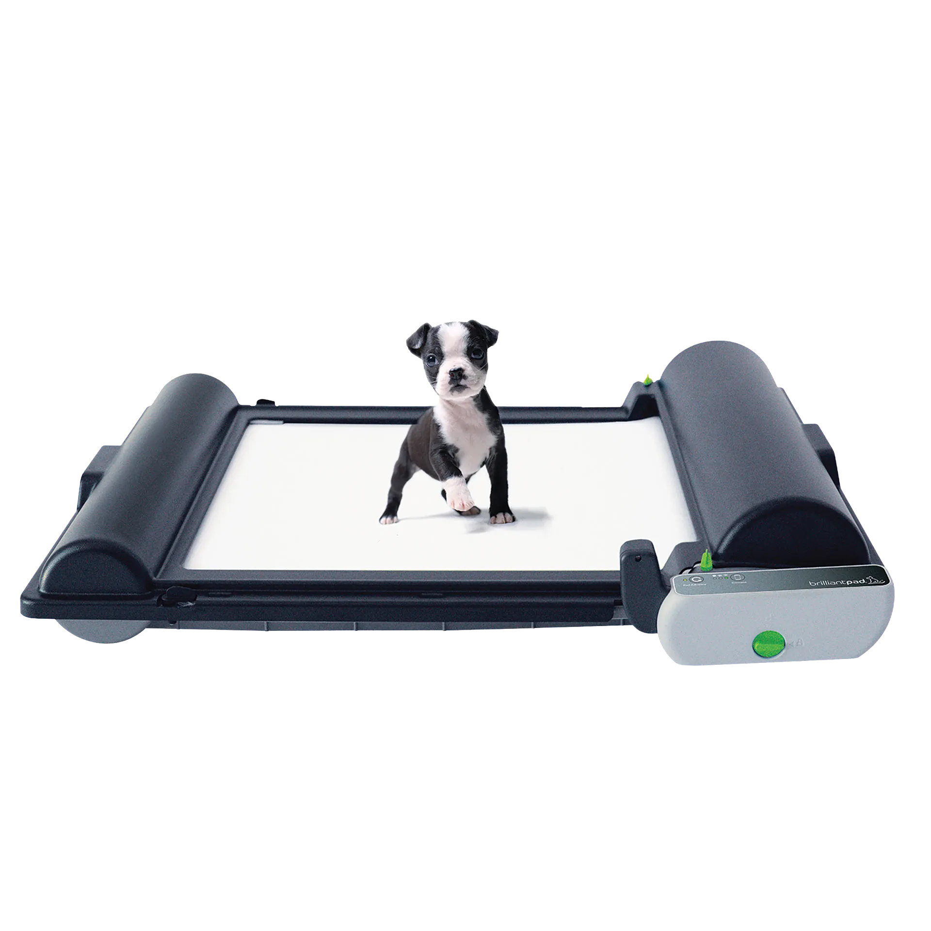 BrilliantPad Pro,"Small puppy standing on indoor potty tray system"
