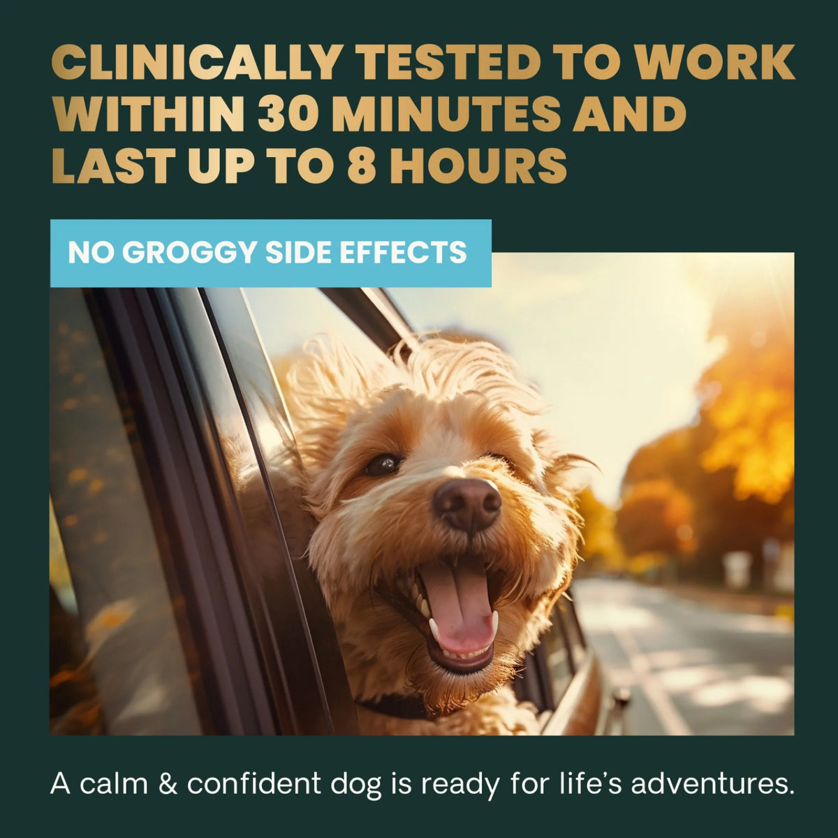 Long Lasting Calm & Confident for Dogs by VetriScience