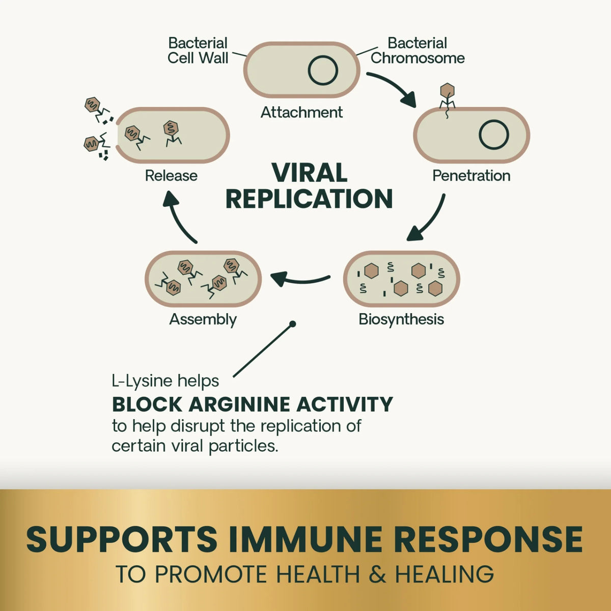 Extra Strength Lysine Immunity Health for Cats by VetriScience