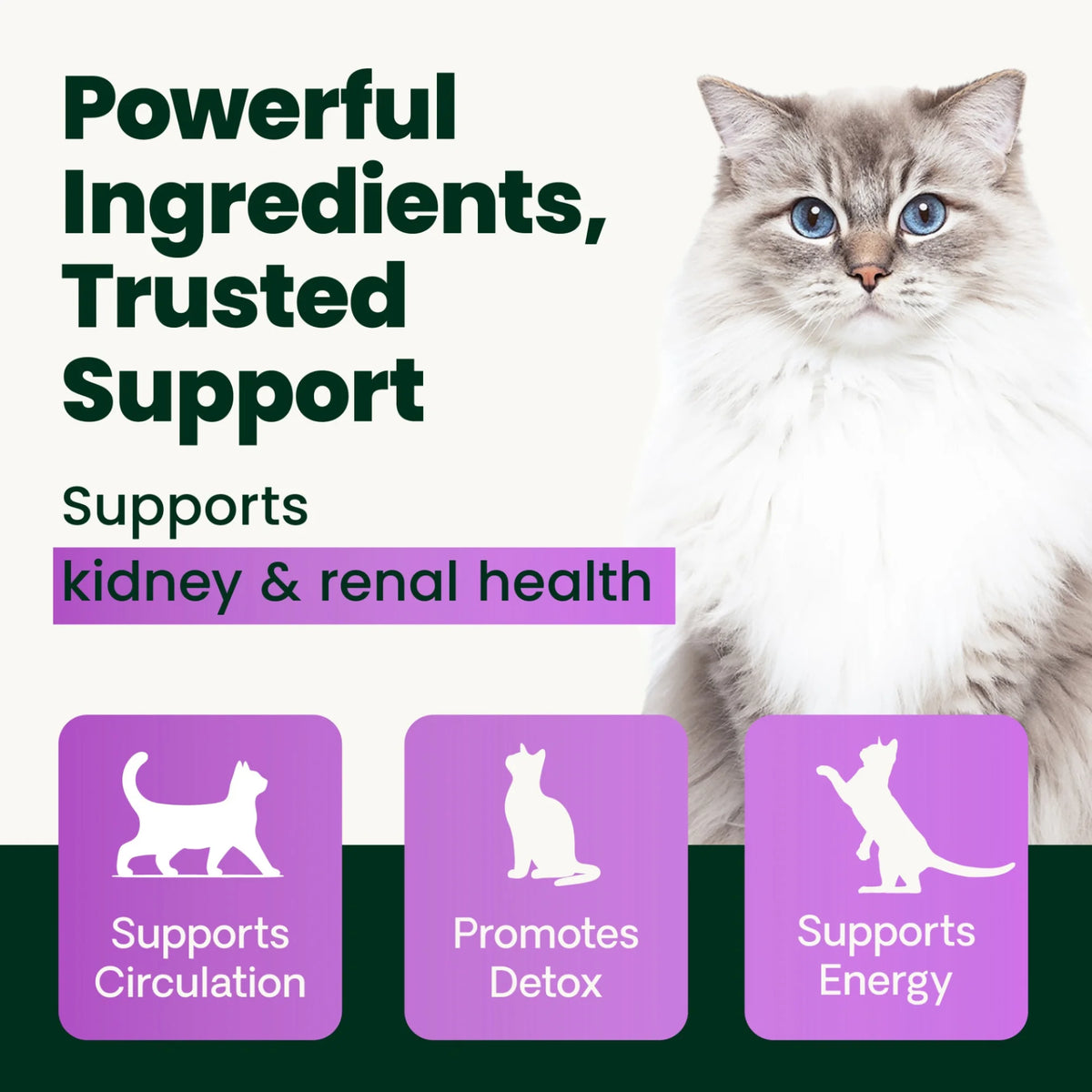 Kidney Health for Cats by VetriScience