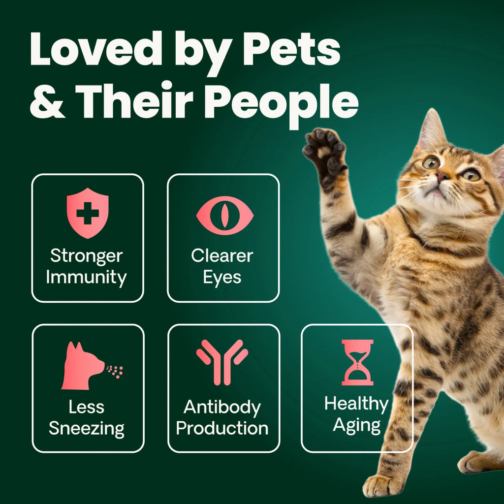 Ultimate Strength Lysine Immunity Health for Cats Powder by VetriScience