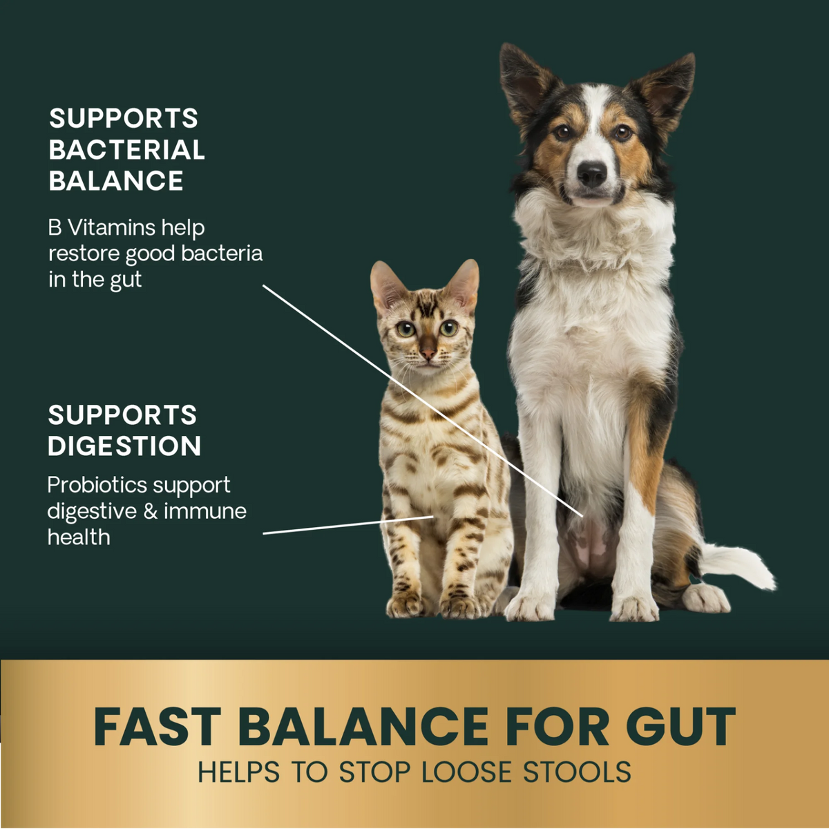 Quick Action Diarrhea Aid Paste for Dogs & Cats by VetriScience