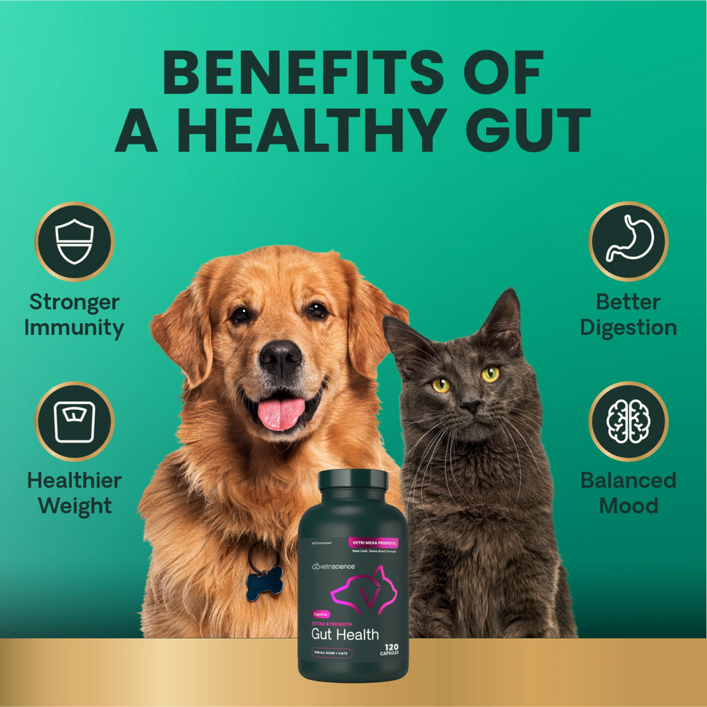 Extra Strength Gut Health for Dogs & Cats by VetriScience