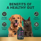 Extra Strength Gut Health for Dogs & Cats by VetriScience