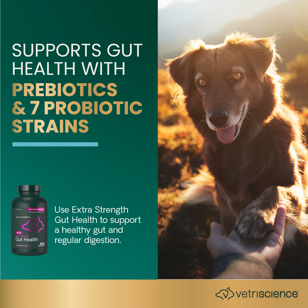 Extra Strength Gut Health for Dogs & Cats by VetriScience