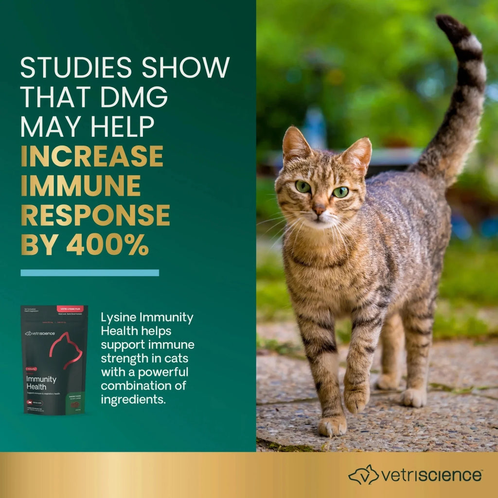 Lysine Immunity Health for Cats by VetriScience