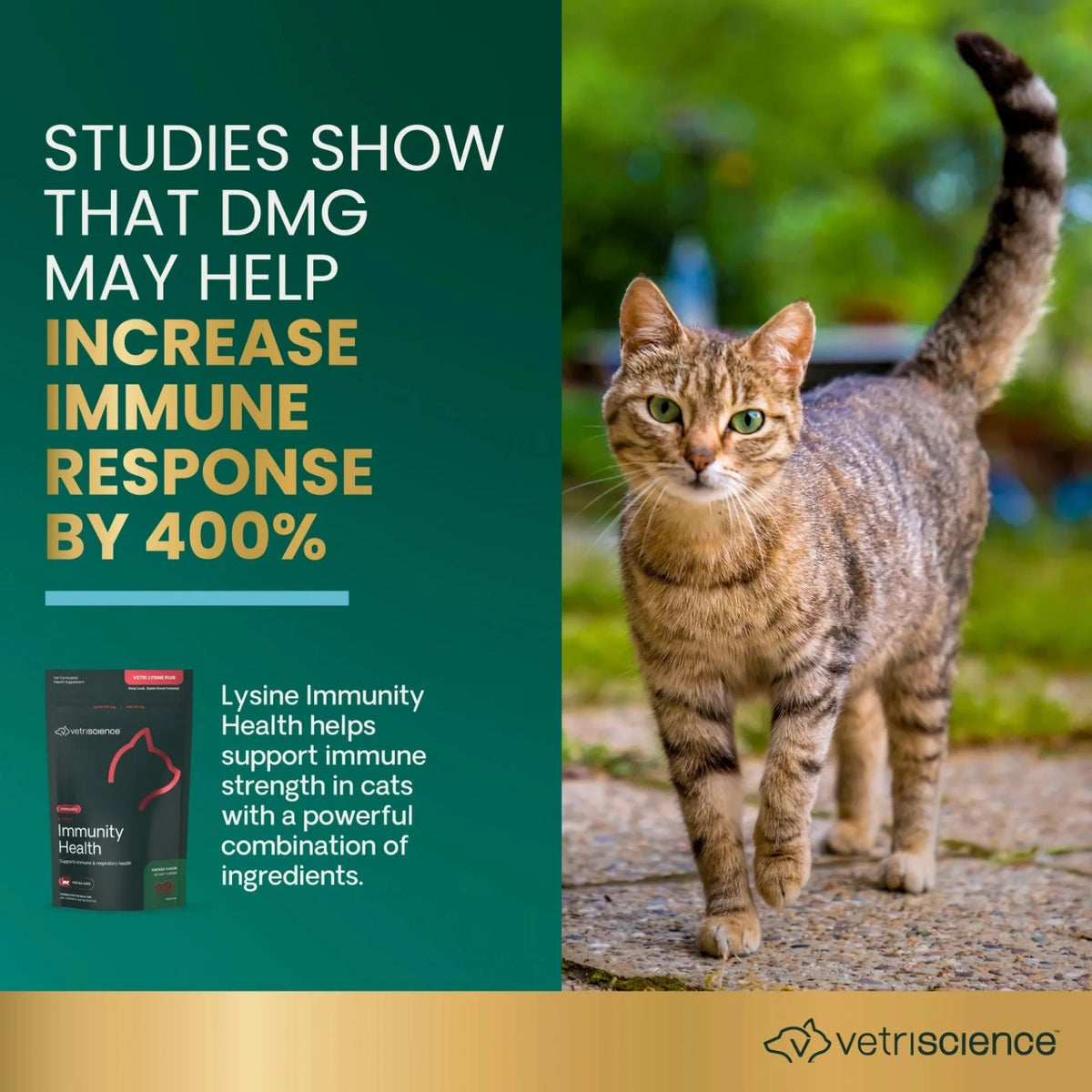 Lysine Immunity Health for Cats by VetriScience