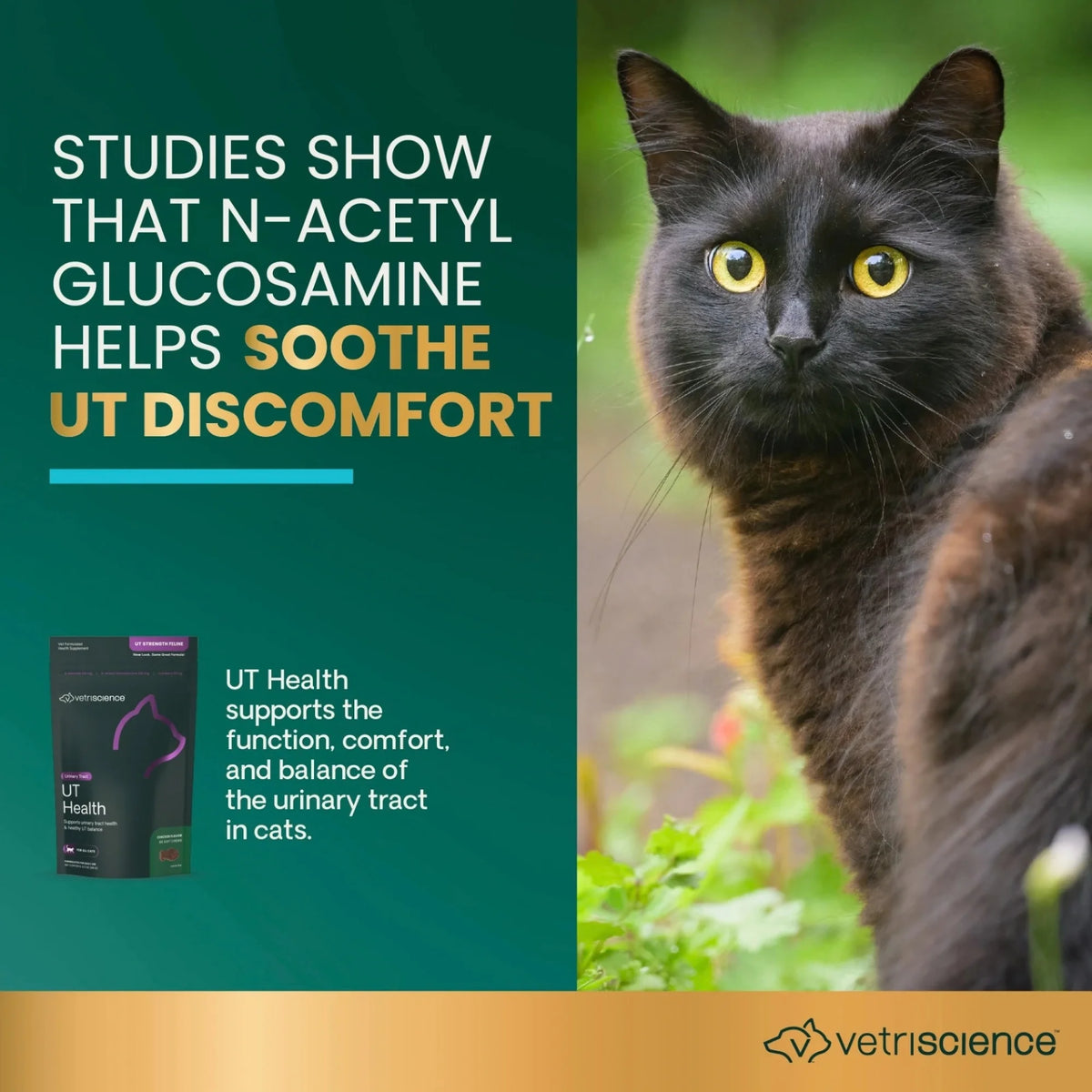 UT Health for Cats by VetriScience
