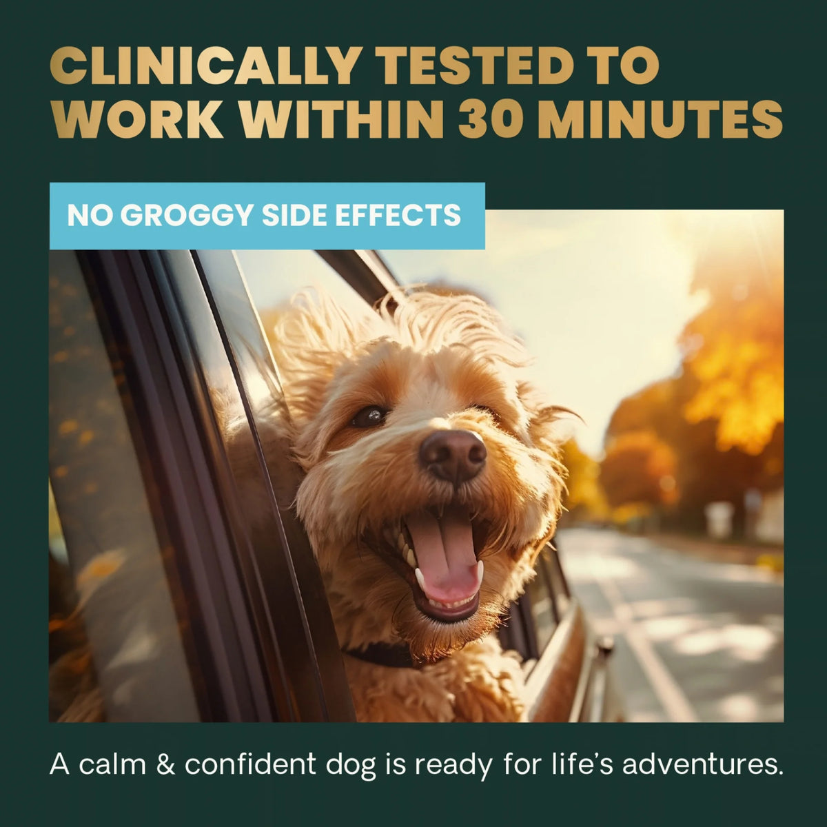 Calm & Confident for Dogs by VetriScience