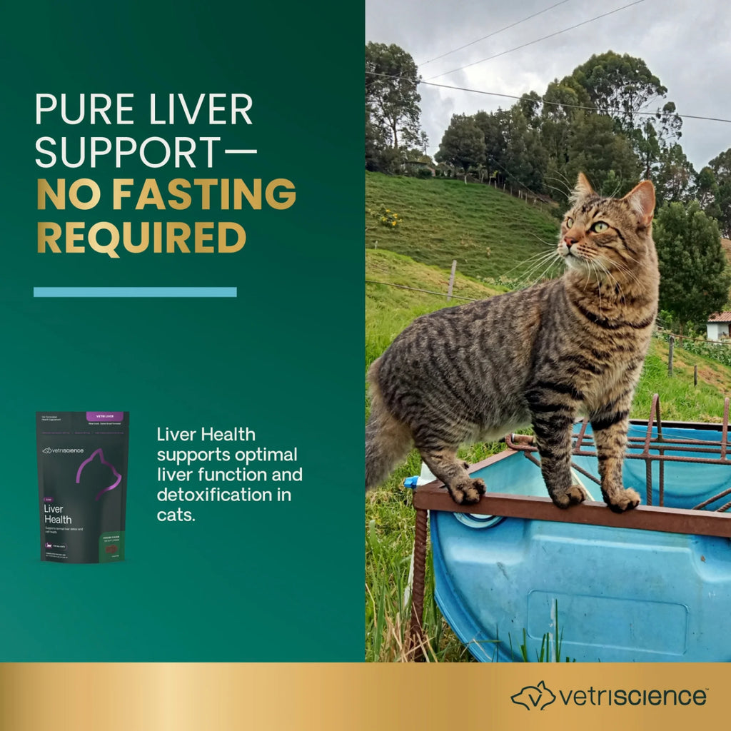 Liver Health for Cats by VetriScience