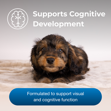 PetAg Esbilac Healthy Development Nutritional Supplement for Dogs and Weaning Puppies,"Brown and black puppy lying on a blanket"