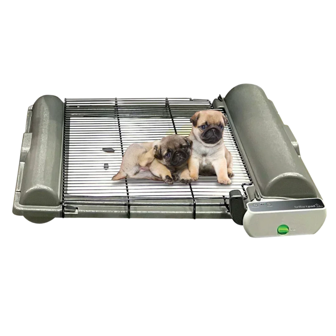 BrilliantPad Grate,"Gray slatted pet grate with two puppies on top"