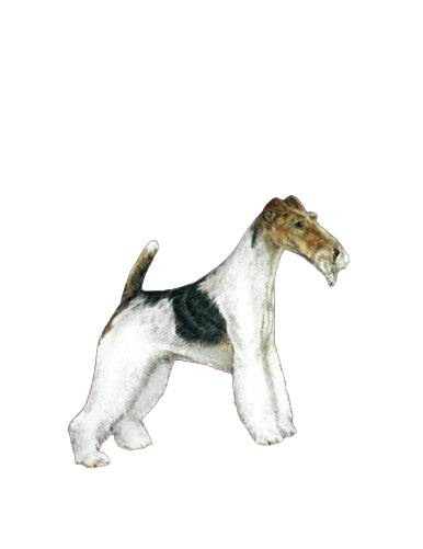The Terrier Grooming Chart Book by Sam Kohl,"Illustration of a wire fox terrier in side profile"