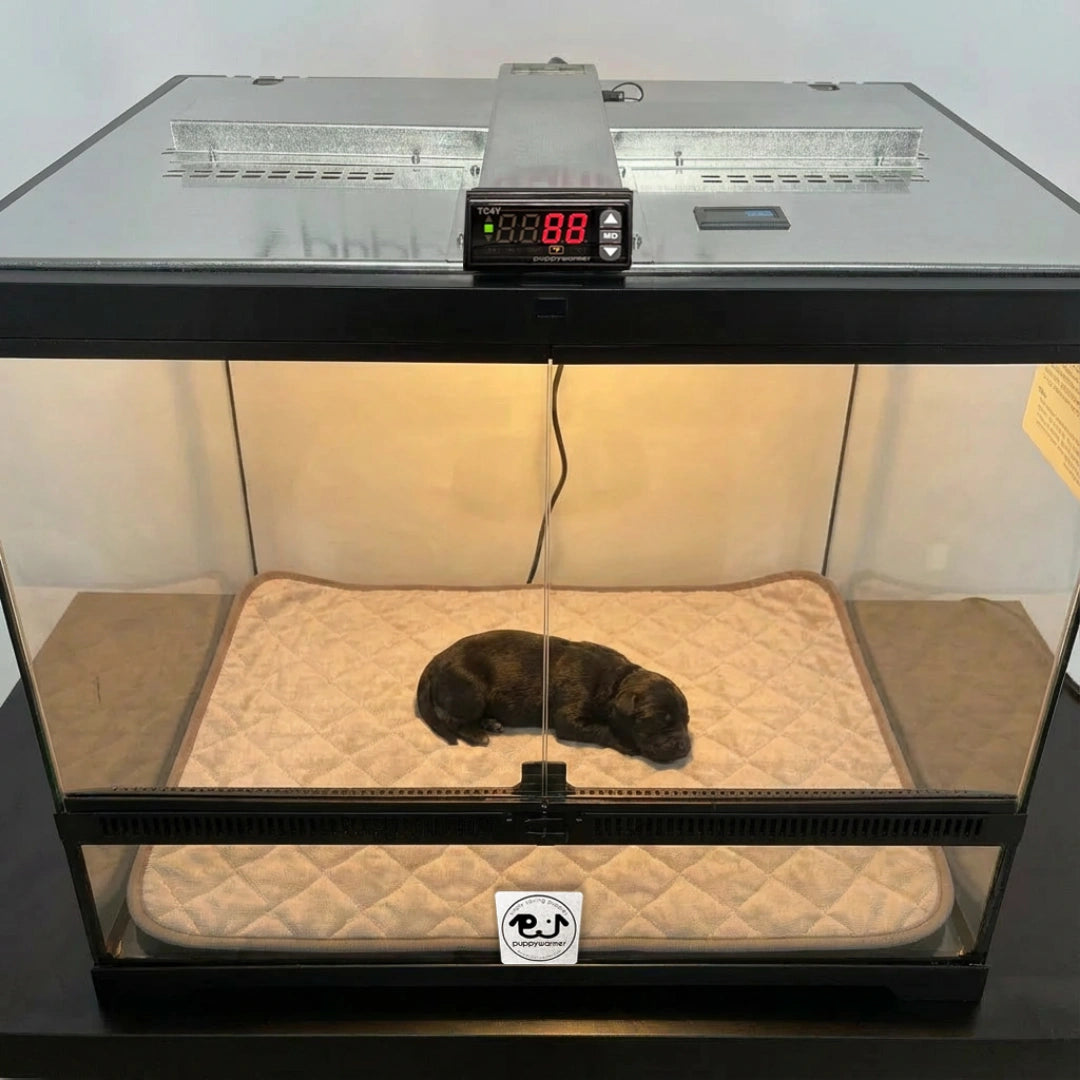 Puppywarmer Incubator Pee Pad,"Quilted pee pad inside glass incubator with sleeping puppy"