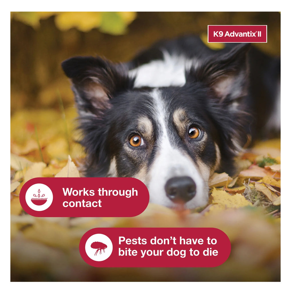 K9 Advantix™ II,"Black and white dog lying in autumn leaves"