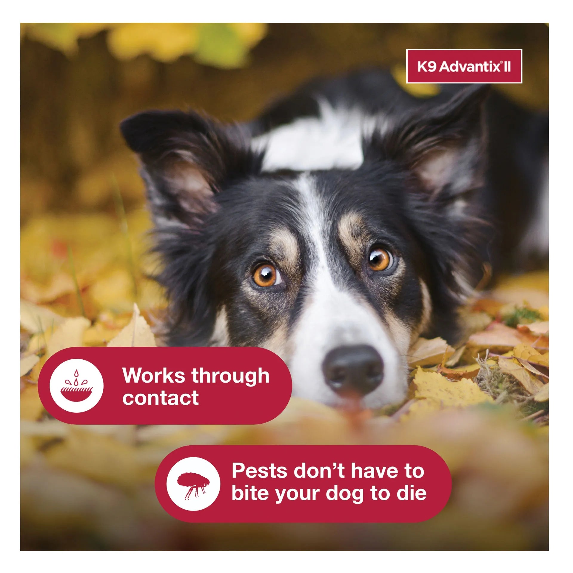 K9 Advantix™ II,"Black and white dog lying in autumn leaves"