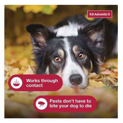 K9 Advantix™ II,"Black and white dog lying in autumn leaves"