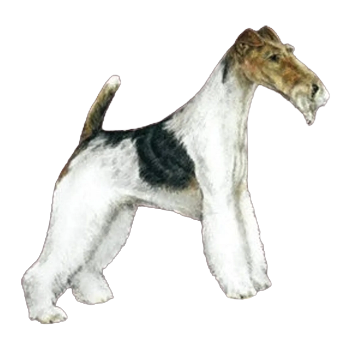 The Terrier Grooming Chart Book by Sam Kohl