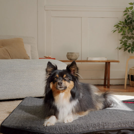 Far Infrared Heating Pet Pad by Thermotex