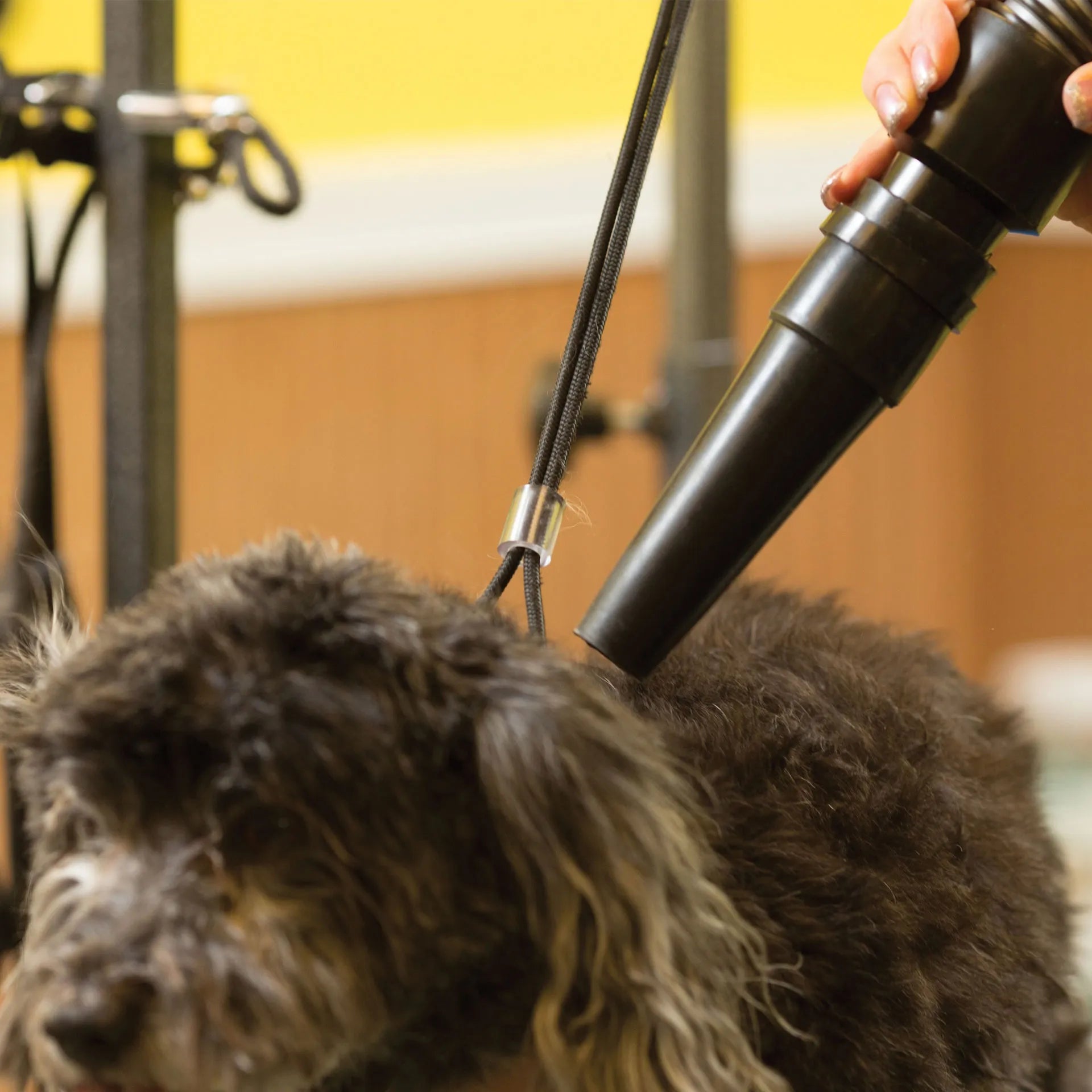 Metro Air Force® Master Blaster® Pet Dryer,"Black dryer nozzle blowing on dog's coat"