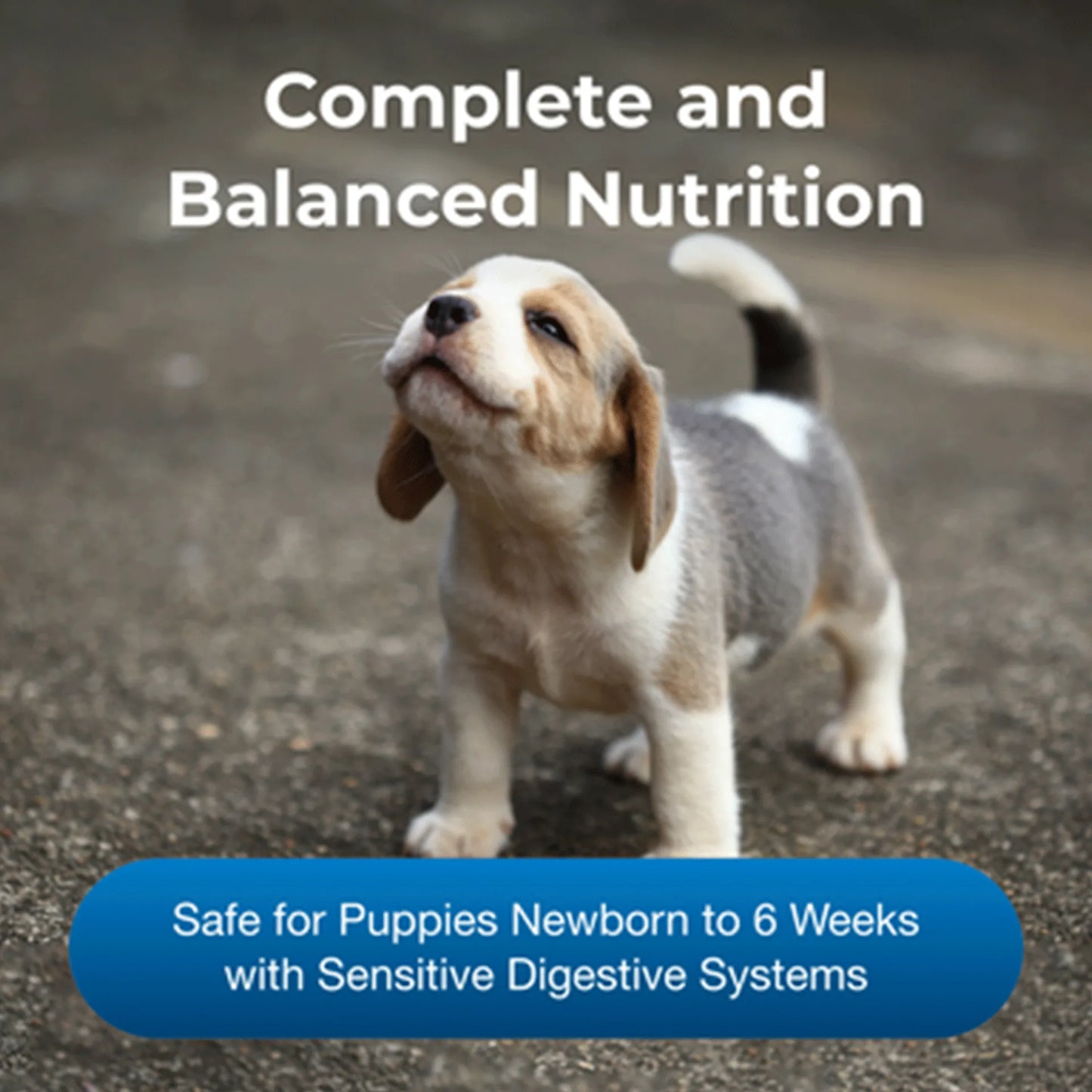 PetAg Goat's Milk Esbilac Puppy Milk Replacer Powder for Puppies,"Small puppy standing on pavement"