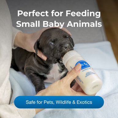 PetAg Nurser Bottle for Small Animals,"Pet bottle feeding a small black puppy"