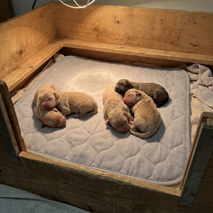 Puppywarmer Whelping Box Pad,"Quilted pad inside wooden whelping box with newborn puppies"