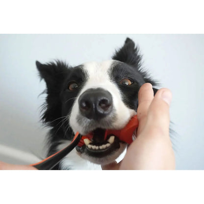 BrushMate Premium Toothbrush with Biteblock,"Red bite block held in dog's mouth during brushing"