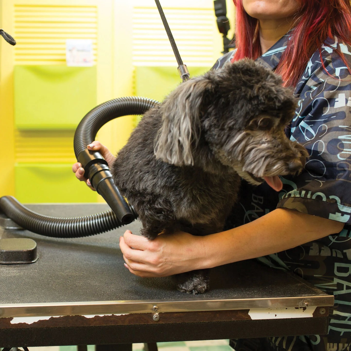 Metro Air Force® Master Blaster® Pet Dryer,"Black dryer hose and nozzle grooming a small dog"