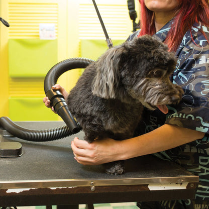 Metro Air Force® Master Blaster® Pet Dryer,"Black dryer hose and nozzle grooming a small dog"