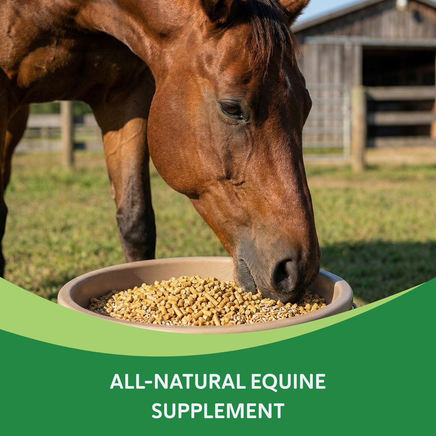 Heiro™,"Brown horse eating pellet feed from a bowl"