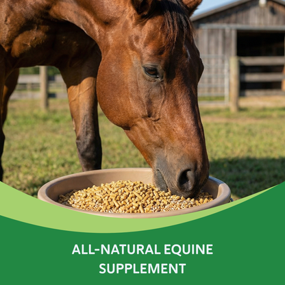 Heiro™,"Brown horse eating pellet feed from a bowl"
