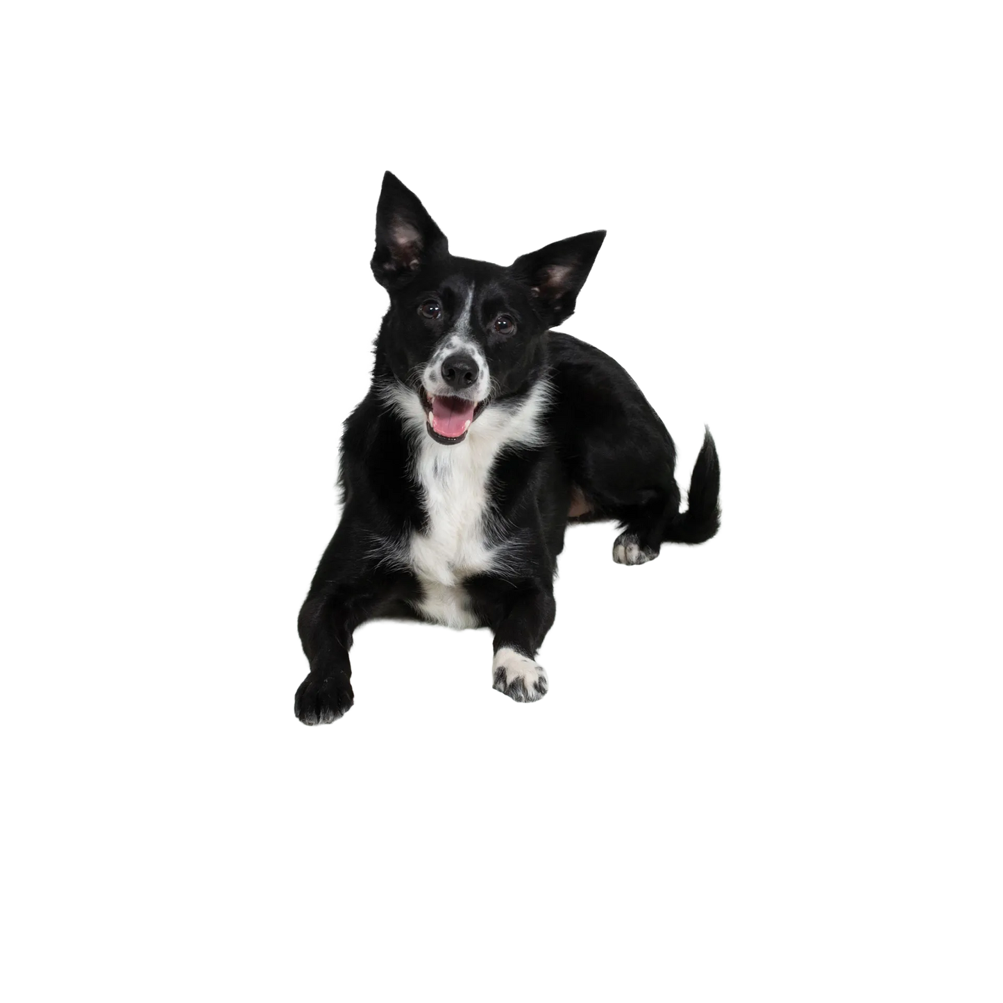 Quiet Time Pet Beds,"Black and white dog lying down with ears up"